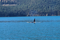 Hier sieht man die Spitze eines Orcas im offenen Meer. 